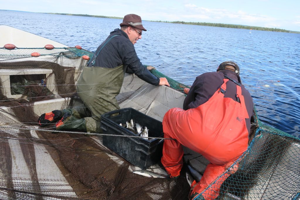 A two man Harvesting whitefish in Lake Inari